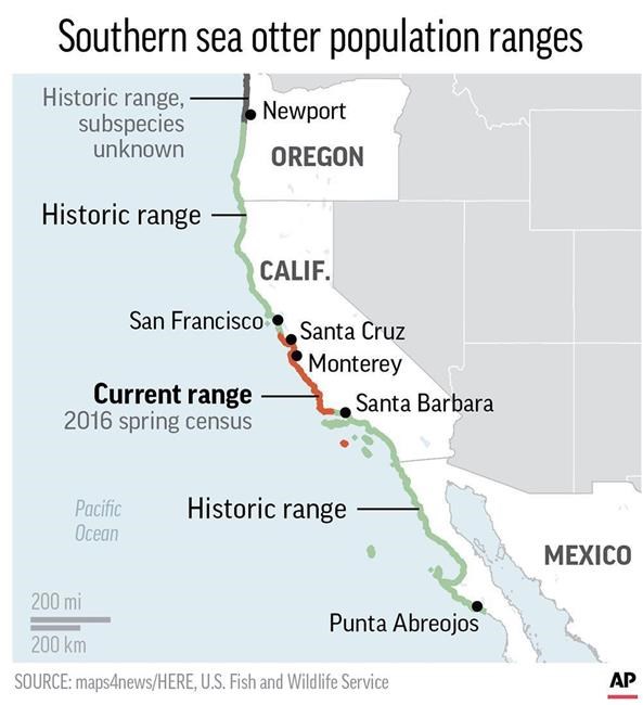 Sea otters rebound but struggle to regain historic range | iNFOnews.ca