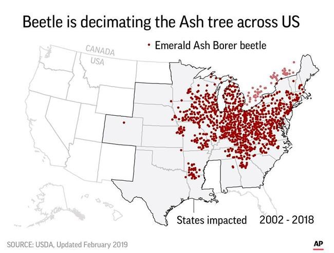 Ash loggers race against time before beetles get them all | iNFOnews.ca