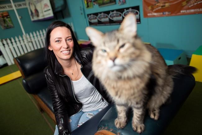 Ontario trainer says feline stars shared five trailers on set of 'Pet Sematary' | iNFOnews.ca Ontario trainer says feline stars shared five trailers on set of 'Pet Sematary' | iNFOnews.ca