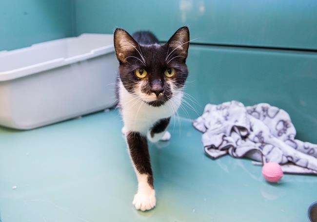 Montreal pet stores lose bid to suspend rules limiting them to sell shelter animals | iNFOnews.ca Montreal pet stores lose bid to suspend rules limiting them to sell shelter animals | iNFOnews.ca