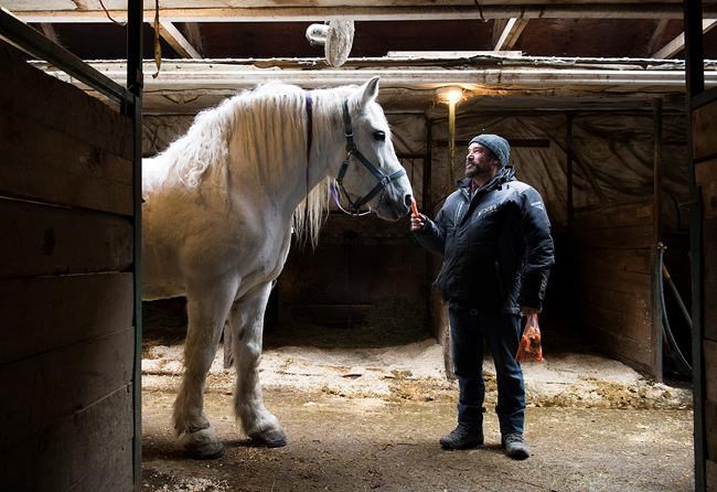 Montreal's horse-drawn carriage industry rides off into history, but not quietly | iNFOnews.ca