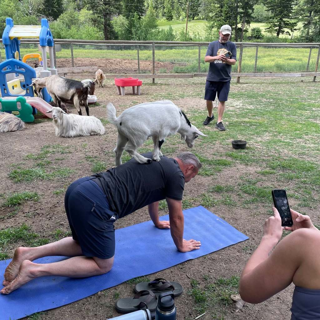 iN PHOTOS: Just kiddin' around at goat yoga in Penticton | iNFOnews.ca iN PHOTOS: Just kiddin' around at goat yoga in Penticton | iNFOnews.ca