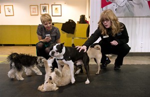 Indoor parks for pooches give dogs and owners space to socialize - and stay warm | iNFOnews.ca CP32209557