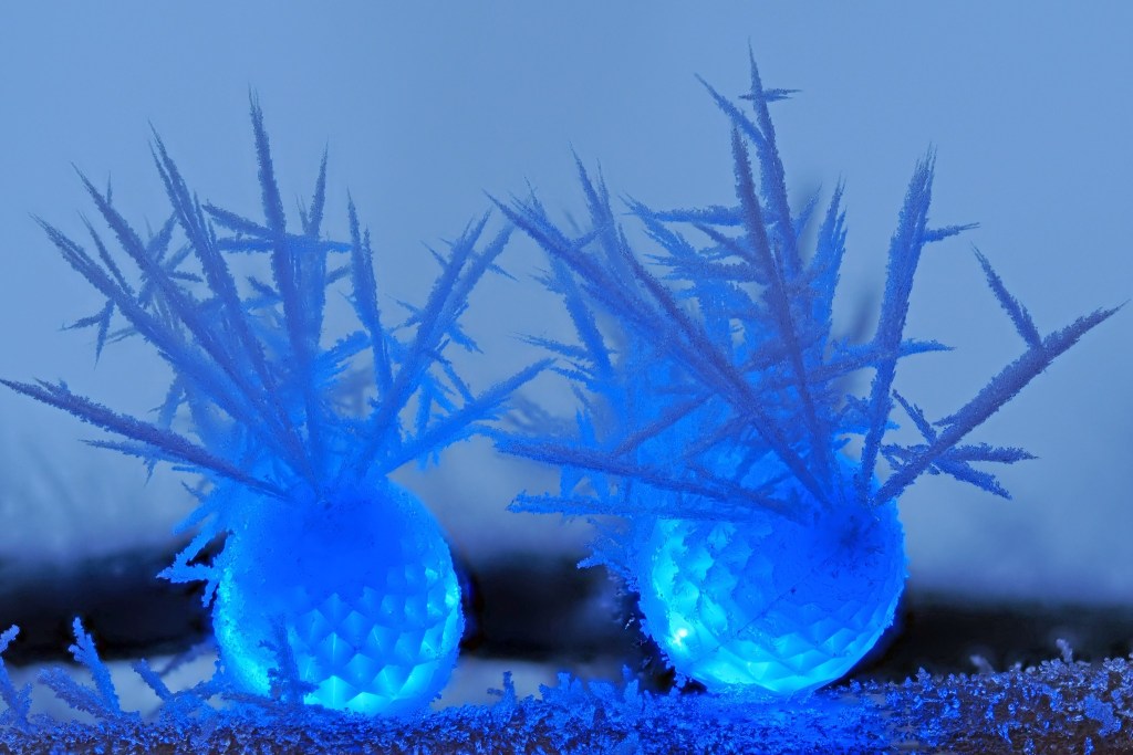 iN PHOTOS: Conditions right for fanciful frost formations in Kamloops, Okanagan | iNFOnews.ca