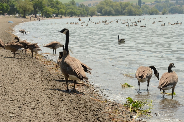 Canada Geese are seen on a Vernon beach with hundreds swimming on a lake in the background.