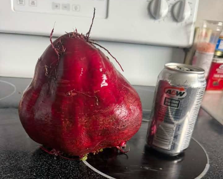 iN PHOTOS: The biggest eggplant in Kelowna and other Thompson-Okanagan veggie tales | iNwine iN PHOTOS: The biggest eggplant in Kelowna and other Thompson-Okanagan veggie tales | iNwine