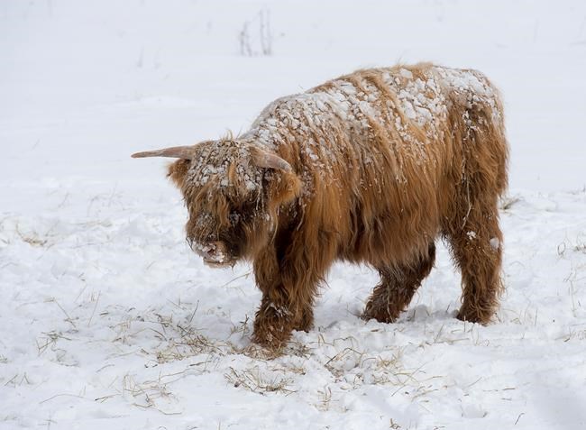 Winter storm blows through Atlantic Canada: 'It certainly was intense' | iNFOnews.ca