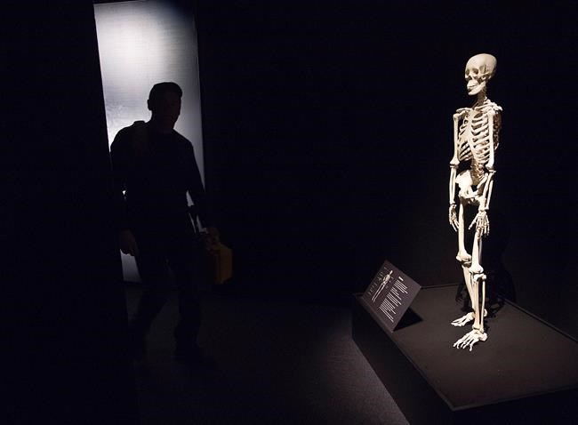Exhibit of plastinated human corpses opens without controversy at Halifax museum | iNFOnews.ca