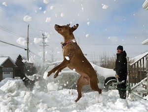 Blizzard that buried Maritimes and central Canada blasts into Newfoundland | iNFOnews.ca CP21969961