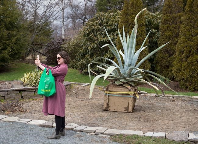 Despite brisk Maritime weather, spectacular desert plant set to boom in Halifax | iNFOnews.ca