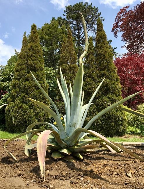 Famed Halifax agave nears its end, its capacity for a final bloom unclear | iNFOnews.ca Famed Halifax agave nears its end, its capacity for a final bloom unclear | iNFOnews.ca