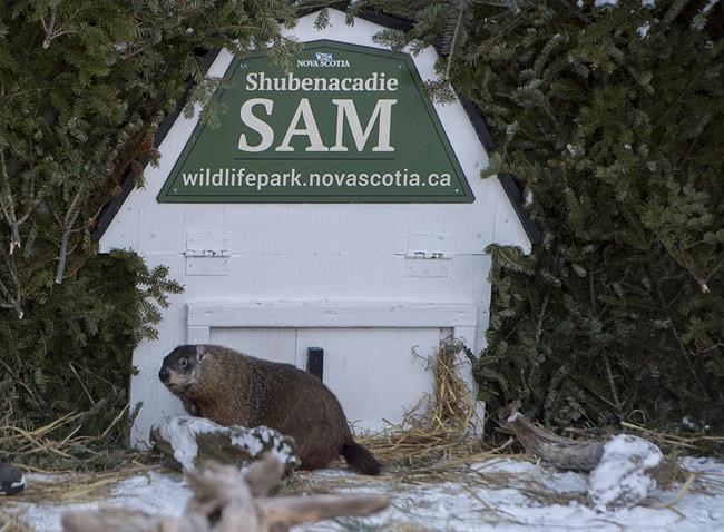 Wiarton Willie predicts early spring; Shubenacadie Sam says there's more winter to come | iNFOnews.ca CP1563079605