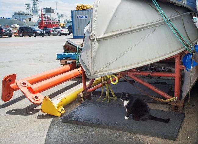 The feuding, feral cats of HMC Dockyard - and the ex-sailor who nurtures them | iNFOnews.ca The feuding, feral cats of HMC Dockyard - and the ex-sailor who nurtures them | iNFOnews.ca