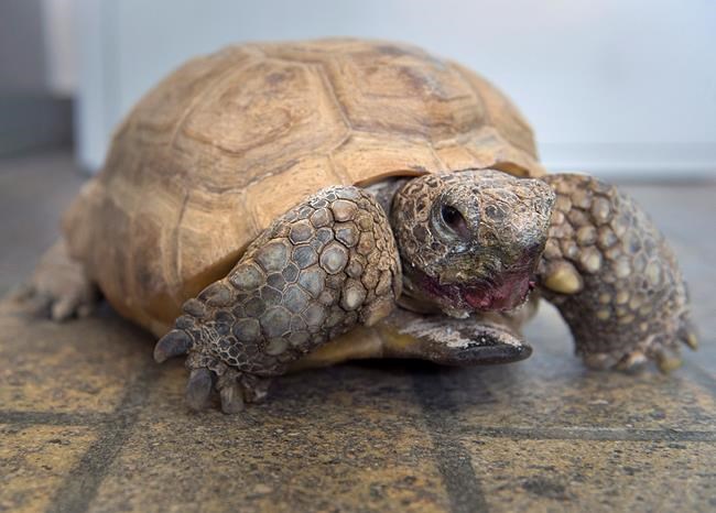 Gopher tortoise 'Gus' captivates visitors to Halifax museum at 95 years of age | iNFOnews.ca Gopher tortoise 'Gus' captivates visitors to Halifax museum at 95 years of age | iNFOnews.ca