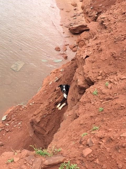 Firefighter rappels down P.E.I. embankment to rescue frightened dog from ledge | iNFOnews.ca
