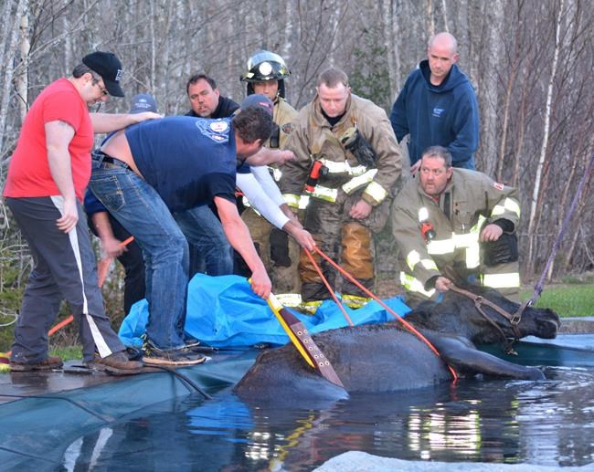 Team of firefighters haul struggling half-tonne horse from frigid P.E.I. pool | iNFOnews.ca