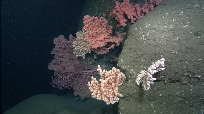 Undersea canyons with multicoloured coral off N.S. getting special protection | iNFOnews.ca Undersea canyons with multicoloured coral off N.S. getting special protection | iNFOnews.ca