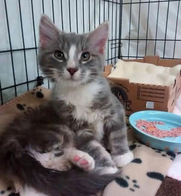 Garbagemen rescue 'gorgeous little' kitten from New Brunswick snowbank | iNFOnews.ca Garbagemen rescue 'gorgeous little' kitten from New Brunswick snowbank | iNFOnews.ca