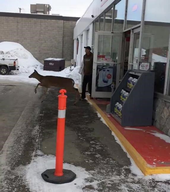 Trio of deer wreak havoc at New Brunswick gas station, leaving store in disarray | iNFOnews.ca