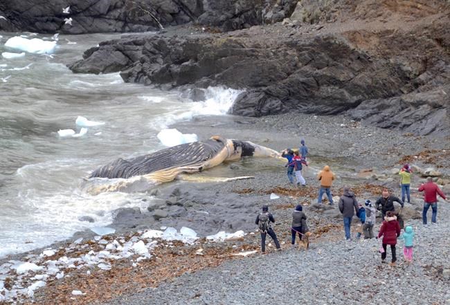Dead whale washes ashore in Newfoundland cove: 'It's not a very nice smell' | iNFOnews.ca Dead whale washes ashore in Newfoundland cove: 'It's not a very nice smell' | iNFOnews.ca