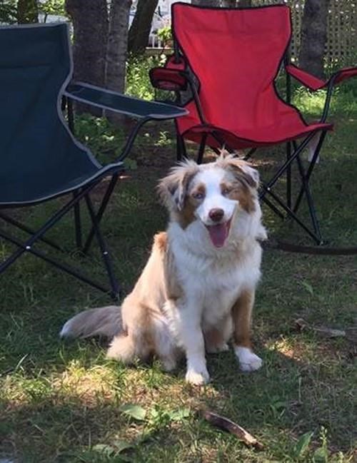 Officials suspect algal toxins in deaths of three dogs who played in N.B. river | iNFOnews.ca