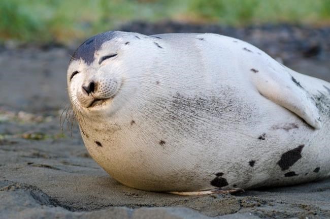 Photogenic 'smiling' seal spotted on N.L beach dies, prompts DFO warning | iNFOnews.ca Photogenic 'smiling' seal spotted on N.L beach dies, prompts DFO warning | iNFOnews.ca