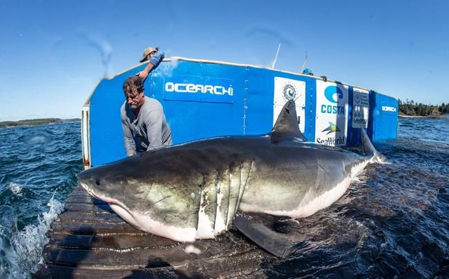 Researchers tag third great white shark during Nova Scotia expedition | iNFOnews.ca