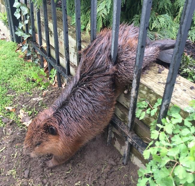 Fat beaver stuck in fence freed by soapy hands of Hamilton city worker | iNFOnews.ca CP1726803886