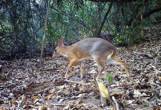 Rare deer-like species photographed for first time in wild | iNFOnews.ca