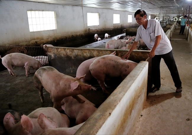 Vietnam puts pork on menus as farmers face glut, low prices | iNFOnews.ca Vietnam puts pork on menus as farmers face glut, low prices | iNFOnews.ca