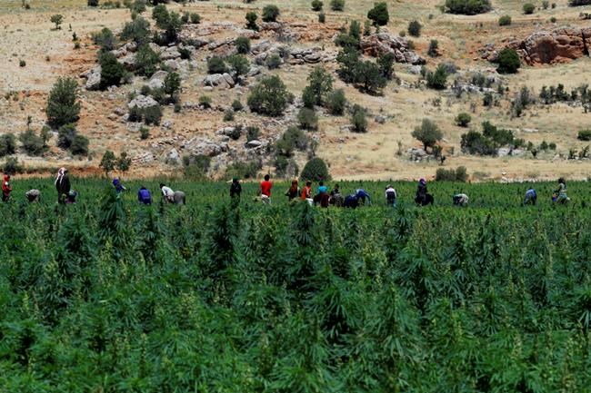 Lebanon's cannabis heartland, Bekaa, hopes for legalization | iNFOnews.ca