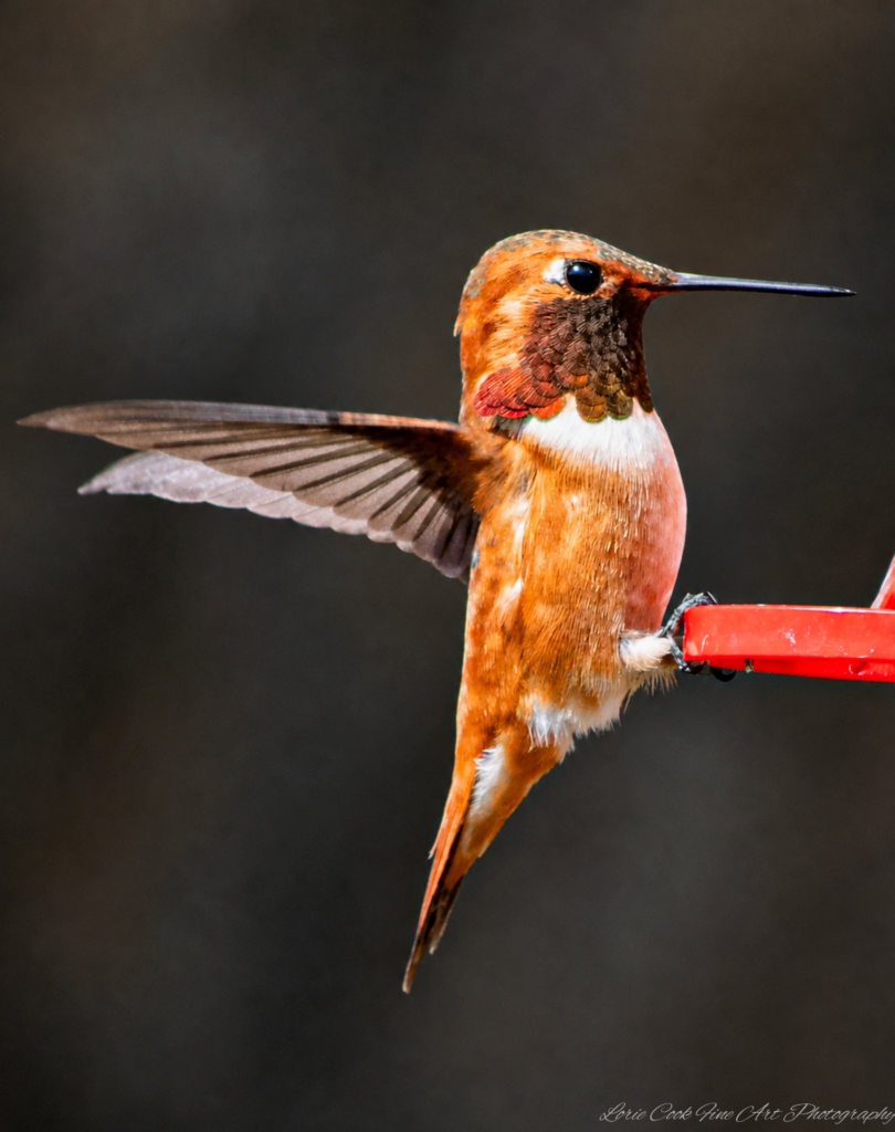 iN PHOTOS: Iridescent hummingbirds brighten backyards in Thompson-Okanagan | iNFOnews.ca