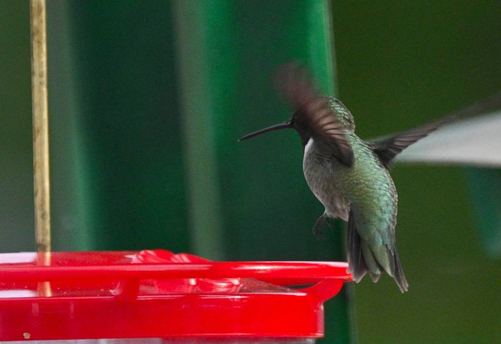 iN PHOTOS: Iridescent hummingbirds brighten backyards in Thompson-Okanagan | iNFOnews.ca
