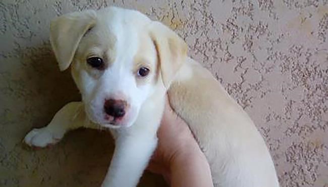 Cat burglars steal dogs from Hawaii shelter | iNFOnews.ca