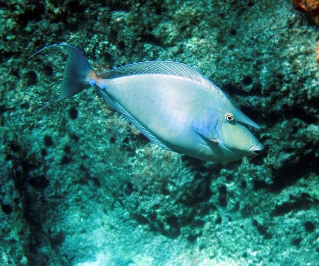 US: 11 of 27 reef fish species in Hawaii are overfished | iNFOnews.ca