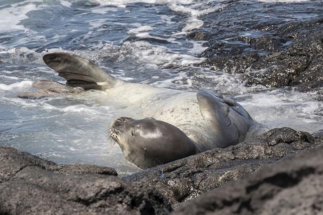 Correction: Endangered Seal Death-Aquaculture story | iNFOnews.ca Correction: Endangered Seal Death-Aquaculture story | iNFOnews.ca