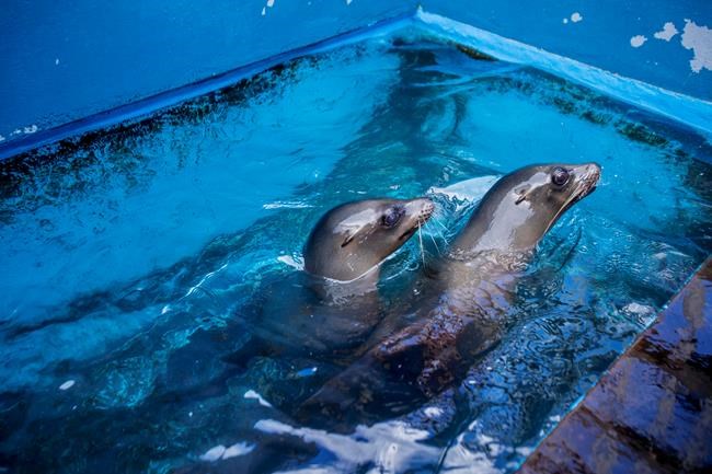Rescued California sea lions now at Hawaii aquatic park | iNFOnews.ca Rescued California sea lions now at Hawaii aquatic park | iNFOnews.ca