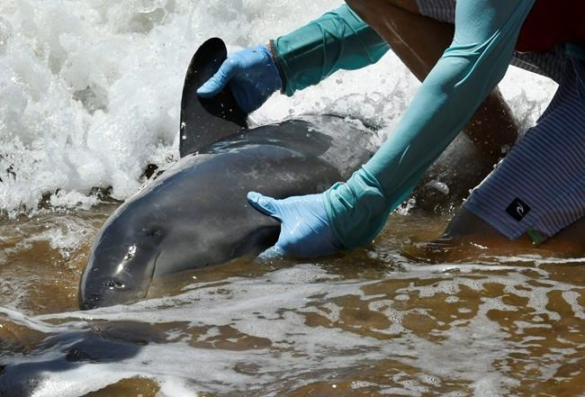 5 whales dead after mass stranding on Maui beach | iNFOnews.ca