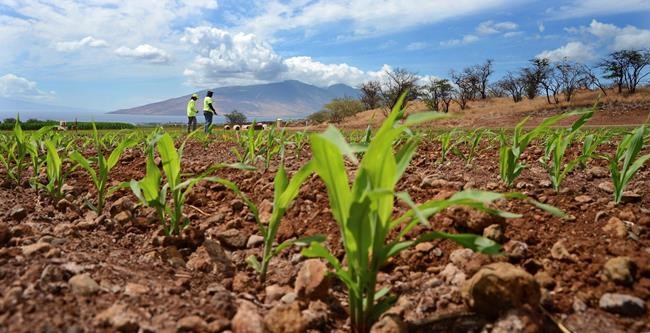 Hawaii residents renew push for stricter pesticide rules | iNFOnews.ca CP1670392322