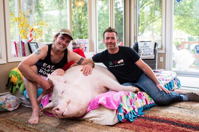 Esther the Wonder Pig inspires fundraiser for large animal CT scanner | iNFOnews.ca