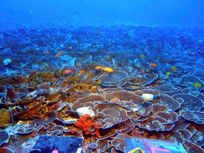 Researchers find abundant life in Hawaii's twilight zone | iNFOnews.ca Researchers find abundant life in Hawaii's twilight zone | iNFOnews.ca
