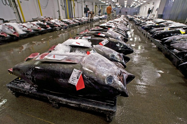 Judge's ruling allows Hawaii longline fishermen to continue exceeding international tuna limit | iNFOnews.ca CP35801038