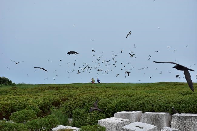 7 researchers evacuated from Pacific atoll as storm nears | iNFOnews.ca