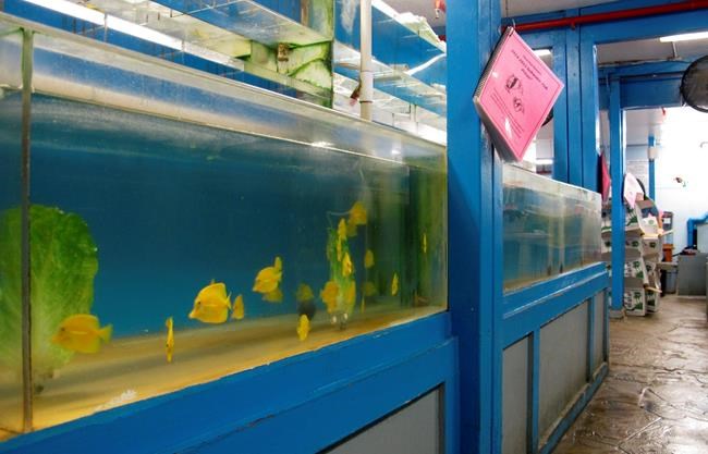 Ruling halts commercial scooping of Hawaii aquarium fish | iNFOnews.ca