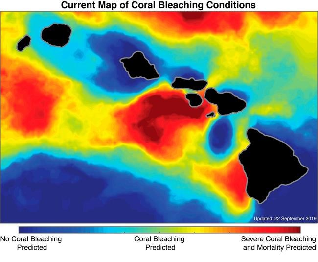 Coral die-off predicted as marine heat wave engulfs Hawaii | iNFOnews.ca