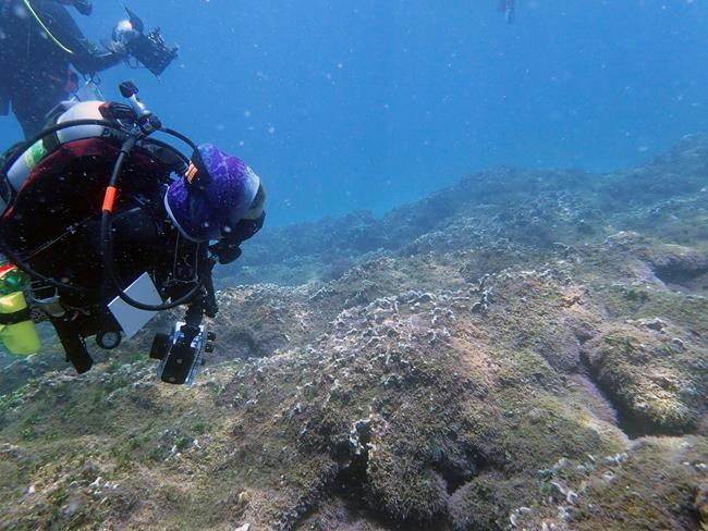 Aggressive seaweed smothers one of world's most remote reefs | iNFOnews.ca