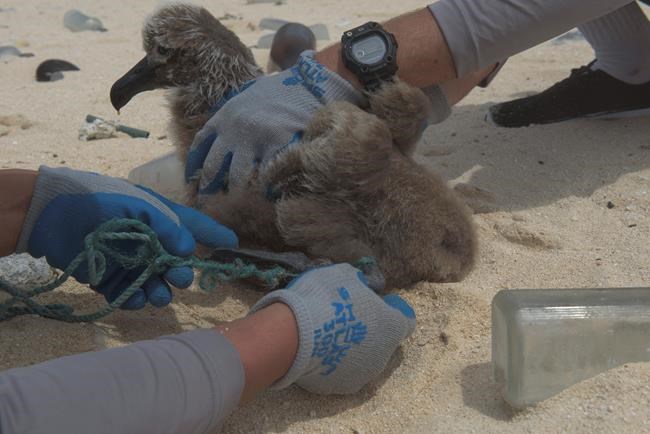 Expedition hauls tons of plastic out of remote Hawaii atolls | iNFOnews.ca Expedition hauls tons of plastic out of remote Hawaii atolls | iNFOnews.ca