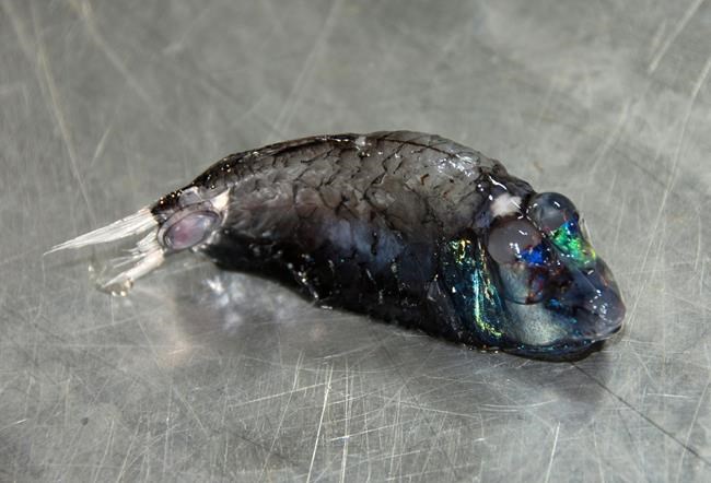 Researchers sample unusually rich deep-sea area off Hawaii | iNFOnews.ca