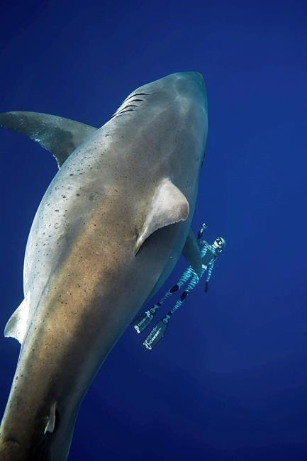 Researchers come face to face with huge great white shark | iNFOnews.ca