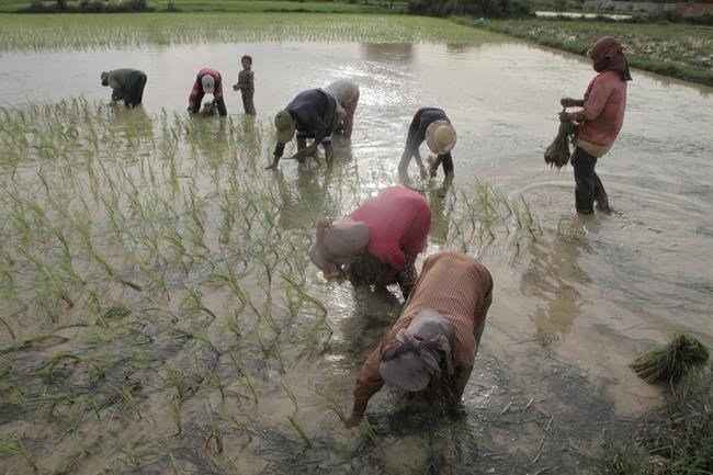 Image of Asia: Planting rice seedlings in Cambodian fields | iNFOnews.ca Image of Asia: Planting rice seedlings in Cambodian fields | iNFOnews.ca